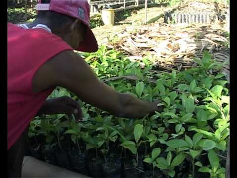 Coping with Covid - help support SEPALIM team