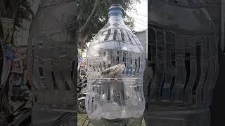Download lagu Creative DIY bird cage from an old water jug #creative #woodworking mp3