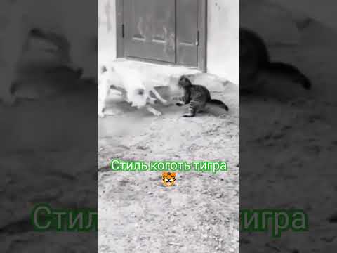 Его реакции можно позавидовать🤣 #cat #youtube #karate #shorts