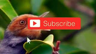 Download lagu SUARA PIKAT PRENJAK KEJEPIT AMPUH ANTI ZONK 100% JITU LENGKET UNTUK SEGALA JENIS BURUNG BESAR/KECIL mp3