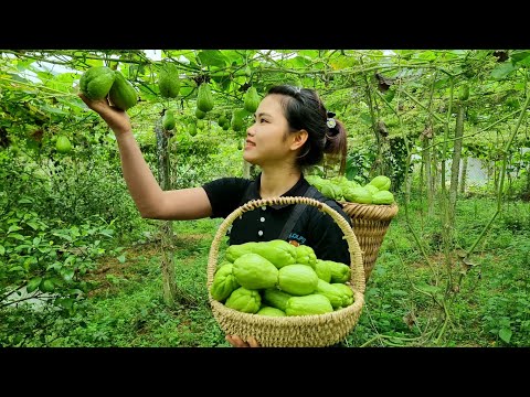 Harvesting Chayote and bringing it to the highland market to sell - Daily life | Trieu Thi Thuy
