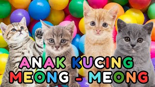 Download lagu ANAK KUCING MEONG MEONG - kucing lucu banget bikin ngakak KUCING PERSIA LUCU #kucinglucu mp3 Download lagu ANAK KUCING MEONG MEONG - kucing lucu banget bikin ngakak KUCING PERSIA LUCU #kucinglucu mp3