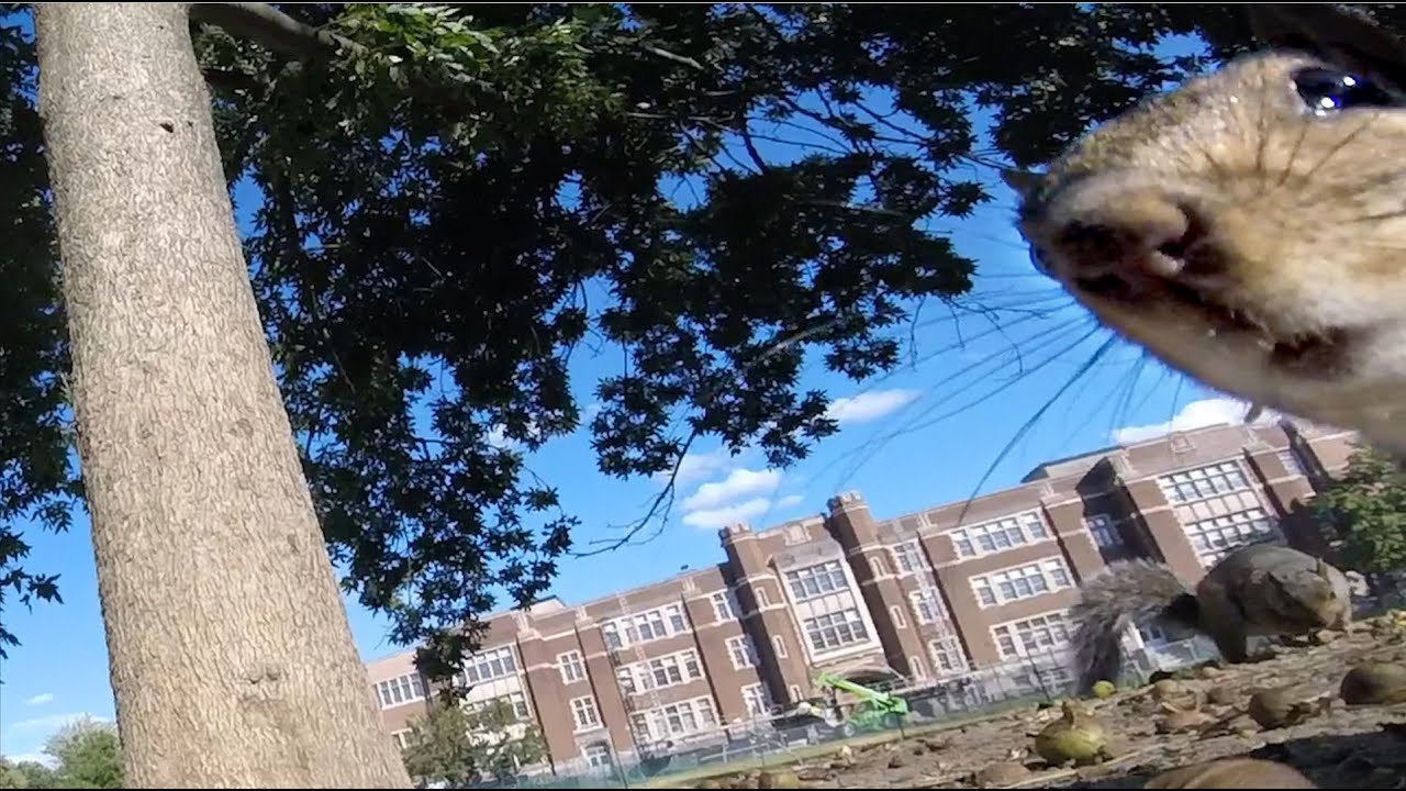 YouTube video