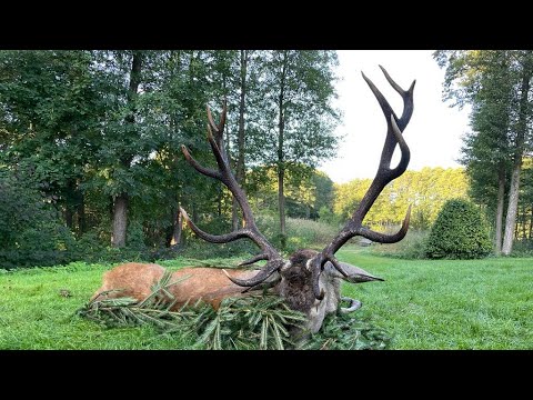 Brunfterlebnisse hautnah - Oktoberfest in Masuren