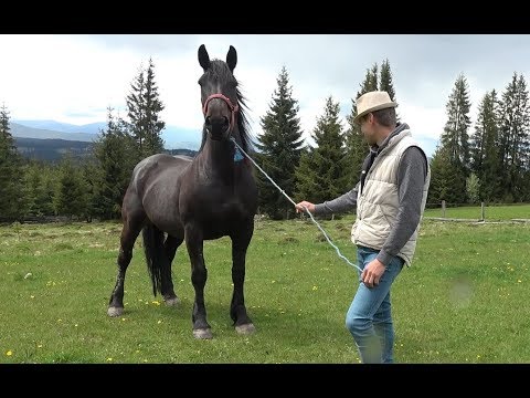 Caii lui Ardelean de la Marisel, Cluj  2019