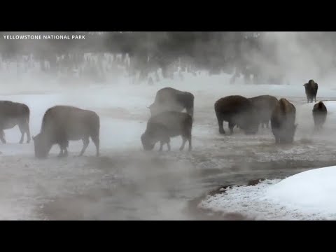 Frequent visitors call out bad behavior at Yellowstone National Park