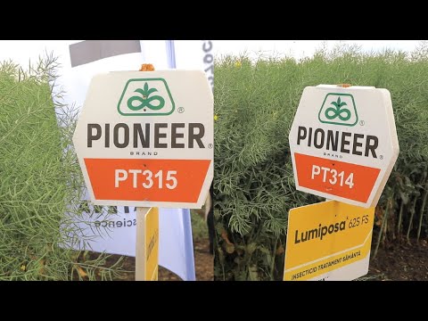 Testimonial Andrei Ciocoiu despre noii hibrizii de rapita NextGen - PT314 & PT315