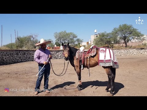 THE ROAD TO FUTURITY VIP - Chapter 11 (Part 2)