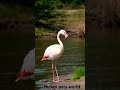 Greater Flamingo Shorts