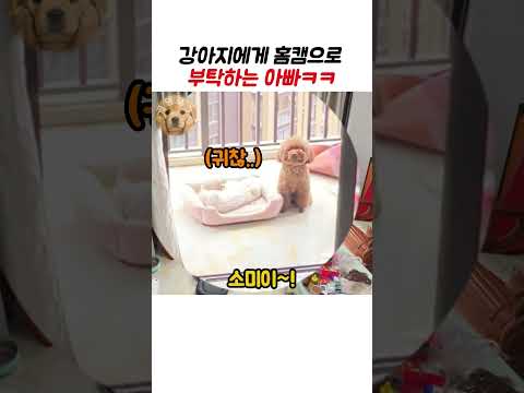강아지에게 홈캠으로 부탁하는 아빠 ㅋㅋ #강아지 #동물