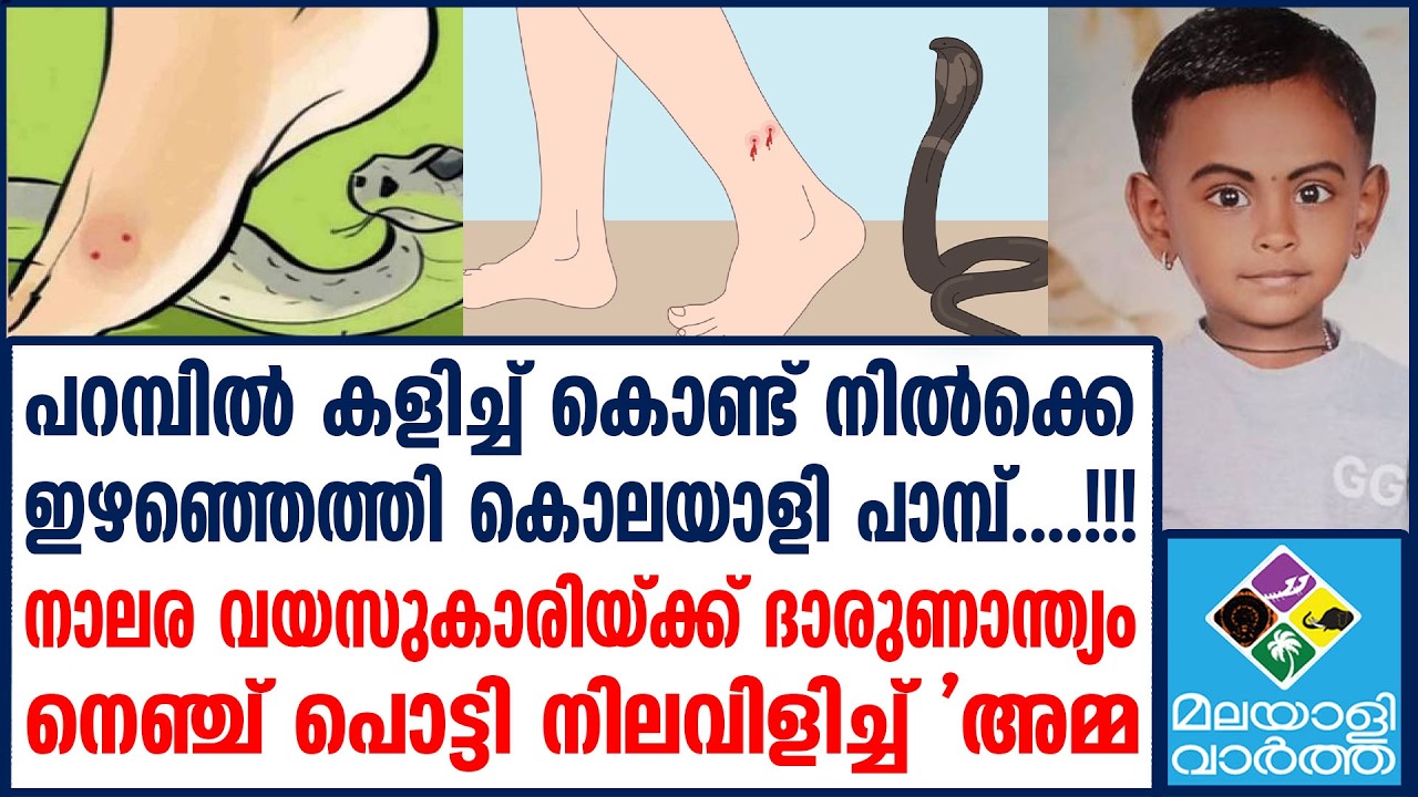Tragedy in Kasargod: 4-Year-Old Girl Dies After Cobra Bite Tragedy in Kasargod: 4-Year-Old Girl Dies After Cobra Bite