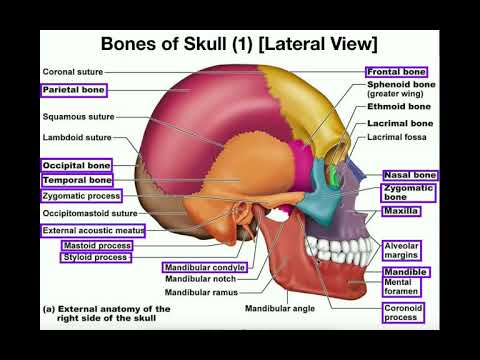Anatomy | The Human Skull