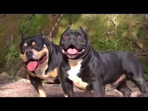 Petclube Criador American Bully Bulldog Francês Gatos Gigantes Criação Sustentável