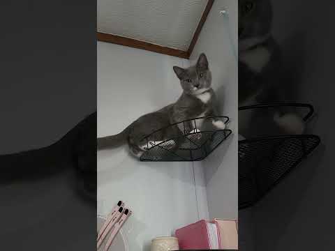 Tucker Levi 4-Paws Wrinkle May Need to Go See Principal Temel for a Talkin-2