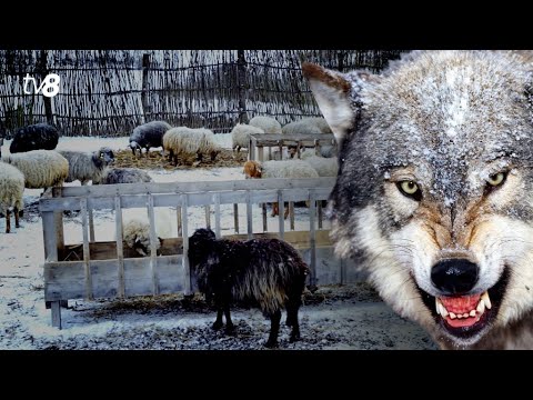 Nightmare moments for a shepherd, left without sheep: "I was looking around and I see that the wo...