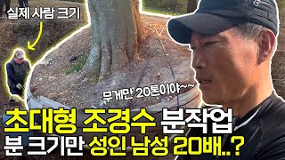 초대형 조경수는 분 작업부터 다릅니다. [팽나무 특수목]