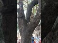 Funny monkey eating Coconut