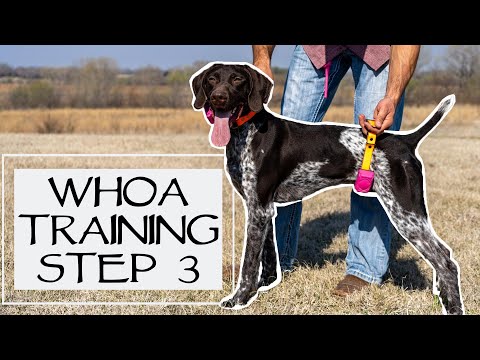 Whoa Training With A Belly Collar - Step 3