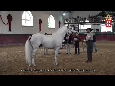 231021 23 Mistral da Broa  - Aprovação de Reprodutores