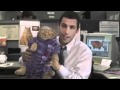Fat Cat Movie Trailer