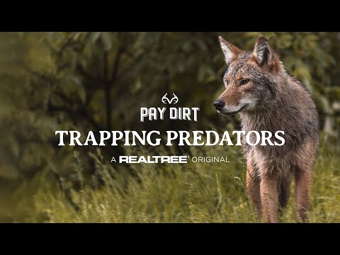 The Best Coyote Trapping Advice for Rookies | Predator Trapping 101 | Land Management