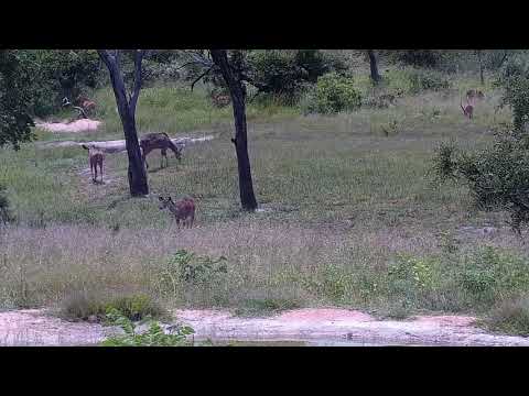 Djuma: Kudus and Impalas - 12:35 - 01/28/2022