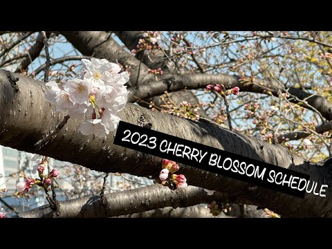 Japan’s 2023 Cherry Blossom Schedule (Sakura Season)