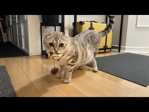 Cat Reunited With Her Childhood Toy After 1 Year Separation l ASMR l Highland Lynx Cat