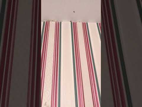 Bed bugs in the bathroom