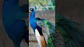 Download lagu This is Zimbabwean 🇿🇼Wildlife at peace📸 mp3