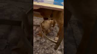 Video preview image #1 Mutt Puppy For Sale in Rustburg, VA, USA