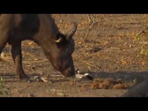 Lapwing vs. Buffalo  June 29,  2016