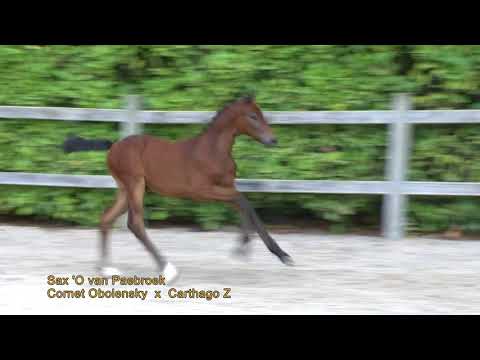 1  Sax 'O van Paebroek