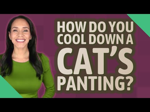 How do you cool down a cat's panting?