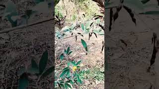 Download lagu ini namanya gude enak disayur lurr mp3