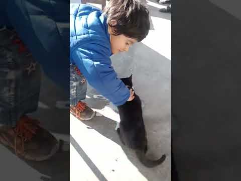 #pet #blackCat #cat #shorts #animals New Friend with little Professor Muhammad Aleem Ullah
