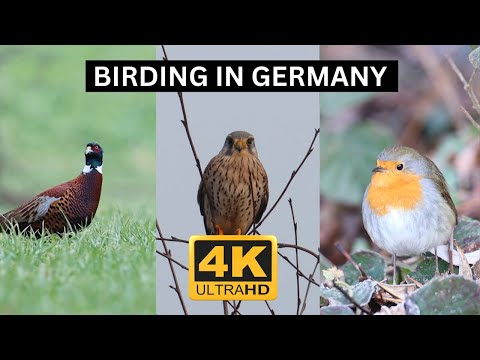 Birding in Germany