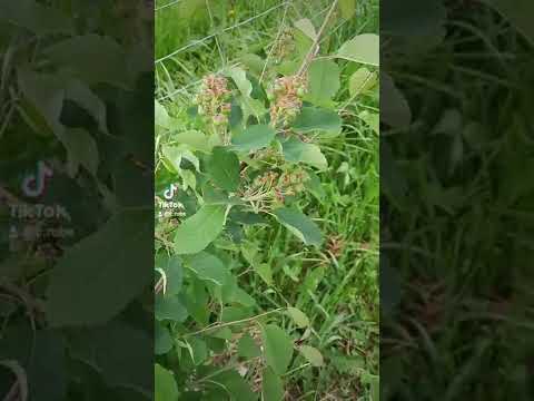 Kalamondin, Afin canadian ,Afin Siberian ,Afin Chandler , Kiwi 2022