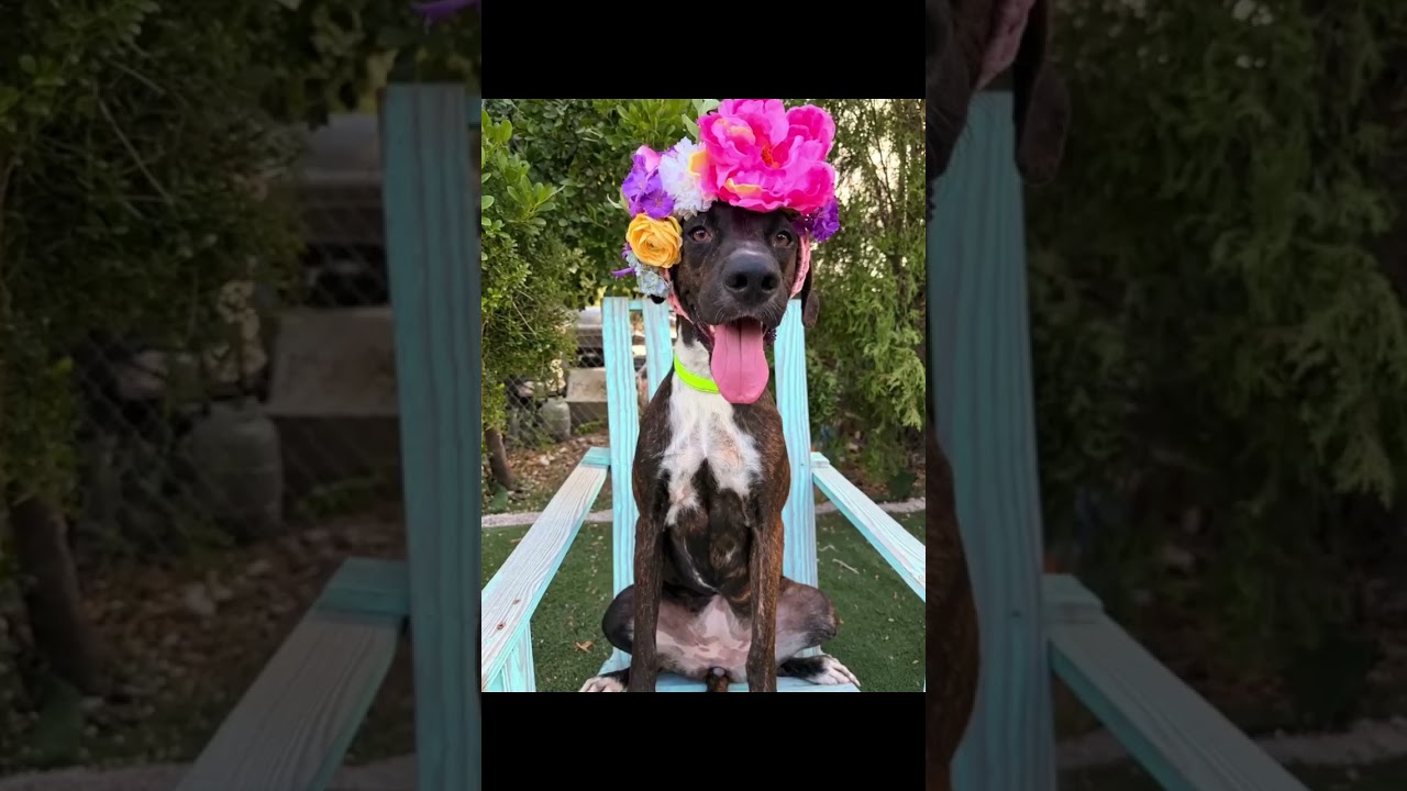 Enlarge LuLu, a Adoptable mixed breed in Nashua, NH video 6/6