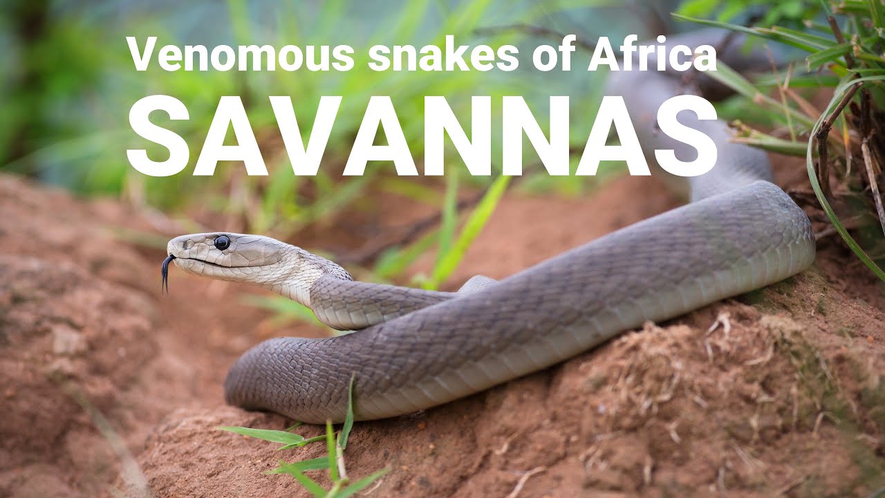 The venomous snakes of Africa - SAVANNAS, Boomslang, Rinkhals, spitting cobras, Black mamba