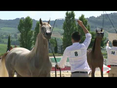 Montefalco 2016 - Junior Fillies Championship