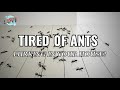 SOVI Floor Cleaner Vinegar Powered Natural Ants Flies Repellent Non Toxic Child Pet Safe