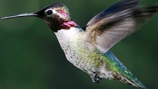 Slow Motion Hummingbirds - Slo Mo #15 - Earth Unplugged
