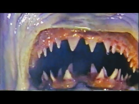 download lagu mp3 mp4 Peter Benchley Creature, download lagu Peter Benchley Creature gratis, unduh video klip Peter Benchley Creature