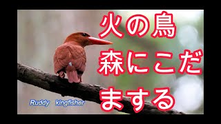 火の鳥がやって来たThe phoenix has arrived.