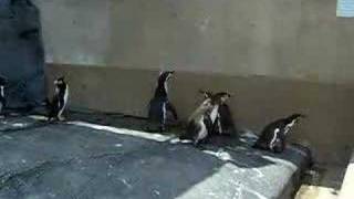 Пингвины ловят НЛО