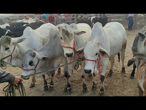 Feira de gado em Capoeiras-PE 12/12/25 muito #boi chegando hoje. 