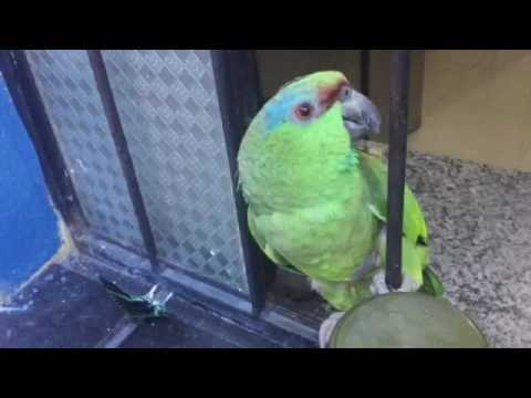 Papagaio conversando muito engraçado