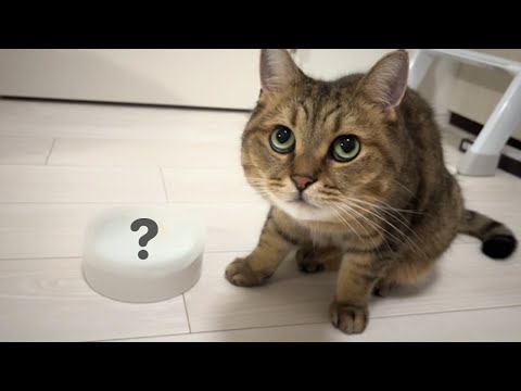 【熱中症対策】水分補給を怠りやすい猫ちゃんの為にお水を無理なく飲んでもらう方法【すぐできる！】