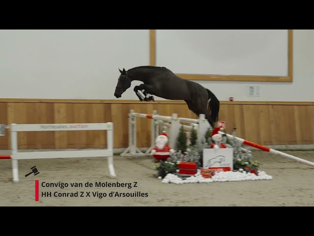 Convigo van de Molenberg Z